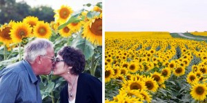 Devoted Husband Plants & Harvests 4.5 Miles Of Sunflowers To Fulfill Wife’s Dying Wish