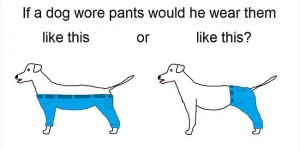 How A Dog Should Wear Pants?