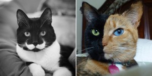 Ten Cats Who Were Painted By Nature Itself