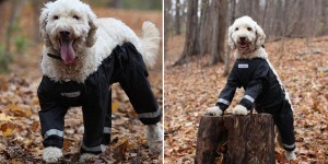 Dog Pants Are All The Rage This Year In Pet Fashion