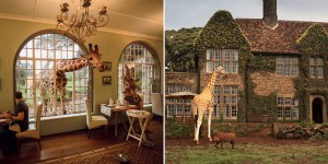 Dining With Giraffes