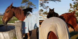 Cat Loves Going Horse Back Riding On His Best Friend