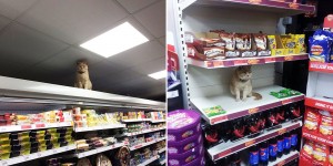 Badass Cat Proves He’s The True Owner Of This Supermarket In London
