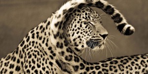 Big Cats Are Beautiful!