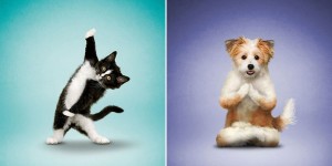 The Adorable Photo Series Shows Curvy Canines And Flexible Felines Participating In A Spot Of Yoga