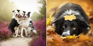 The Happiest Tail-Waggers: Adorable Dogs And Puppies Enjoying Nature