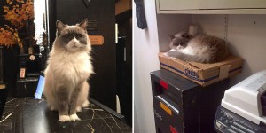 The Algonquin Hotel In NYC Has A Kitty Concierge Named Matilda