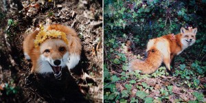 Juniper, The Happiest Fox In The World
