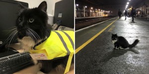 This Adorable Cat Just Got A Much Deserved Promotion