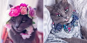 This Is The Most Ridiculously Fashionable Feline Ever