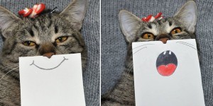 Funny Hand-Drawn Cat Facial Expressions