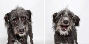 Shelter Dog Photobooth Pics Helps More Pups Find Forever Homes