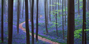 Every Spring This Forest In Belgium Becomes A Blue Wonderland