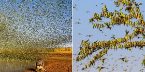 80,000 Budgies Form A Tornado Over A Waterhole In Australian Outback