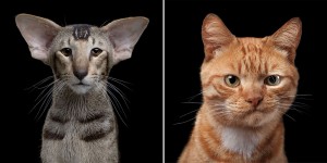 Animal Soul: Beautiful Portraits Of The Bad-Ass Cats By Robert Bahou