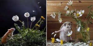 The Secret Life Of Hamsters And Hedgehogs: Humorous Photos Of The House Pets By Elena Eremina