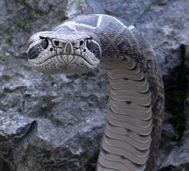 Hyperrealistic Snake Canes Look Like They're About To Bite You