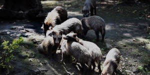 Nine Raccoon Dog Pups Were Born In Mexico City Zoo
