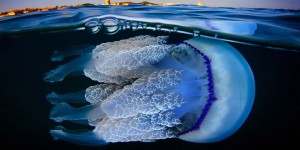 Underwater Photographer Jordi Benitez Castells Captures Jellyfish Off Spanish Coast