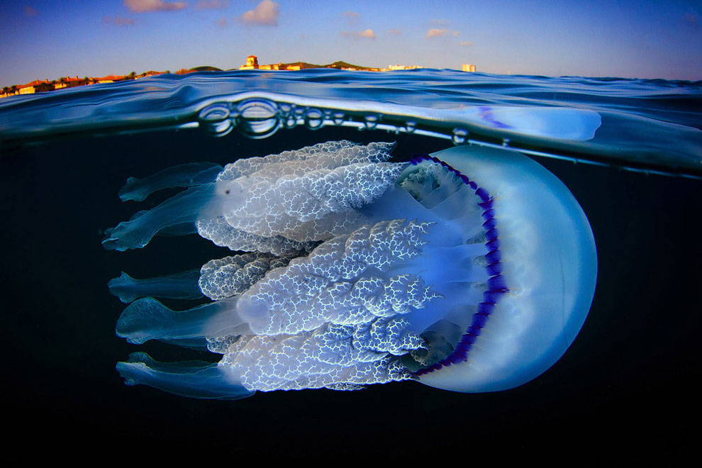 Underwater Photographer Jordi Benitez Castells Captures Jellyfish Off