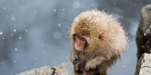 13th Annual Smithsonian Photo Contest Finalists