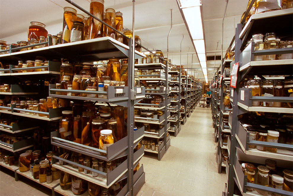 Rare Behind-The-Scenes Look At The Vast Collection Of The Smithsonian’s ...