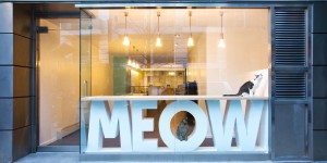 See Inside This Cat Cafe In New York