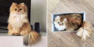 Meet Smoothie, The World’s Most Photogenic Cat