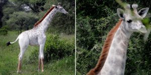 Extremely Rare White Giraffe With Ginger Mane Spotted In Tanzania