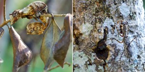 Camouflaged Insects: Can You Spot These Masters Of Disguise Playing Hide-And-Seek?