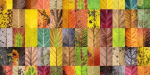 A Photographer Has Captured Hundreds Of Leaves To Show The Beauty Of Diversity And Imperfection