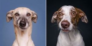 Intimate Portraits Reveal Amusing Facial Expressions Of Skeptical Dogs