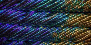 This Is What Peacock Feathers Look Like Under A Microscope