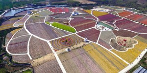 Breathtaking Aerial Views Of China's Tulip Fields