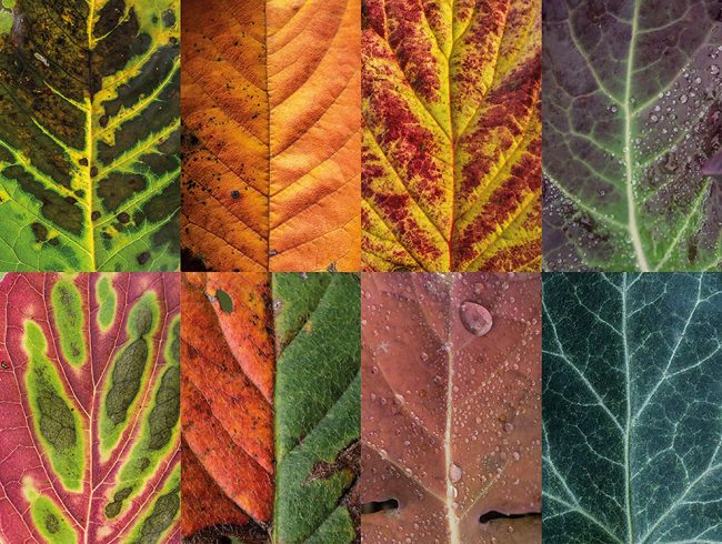 A Photographer Has Captured Hundreds Of Leaves To Show The Beauty Of ...