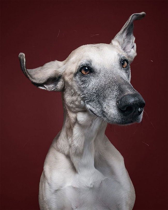 Intimate Portraits Reveal Amusing Facial Expressions Of Skeptical Dogs ...