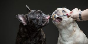 For The Love Of Peanut Butter: Humorous Photo Series Of Dogs Eating Peanut Butter