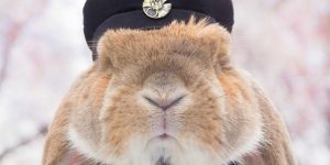 Impeccably-Dressed Bunny Models The Tiny Dapper Outfits Made By His Human