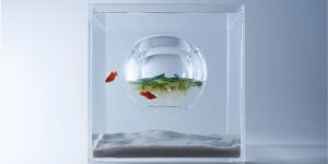 Aquarium Ferns Grow Inside An Air Bubble Within Upside-Down Fish Tank