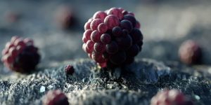 An Alien Planet Of Candy-Like Rocks And Plants By David Brodeur