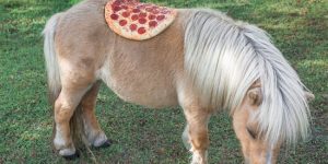 This Photograprer Has Captured A Bunch Of Little Caesar’s Pizza Pies In Unusual Locations And Situations Throughout LA