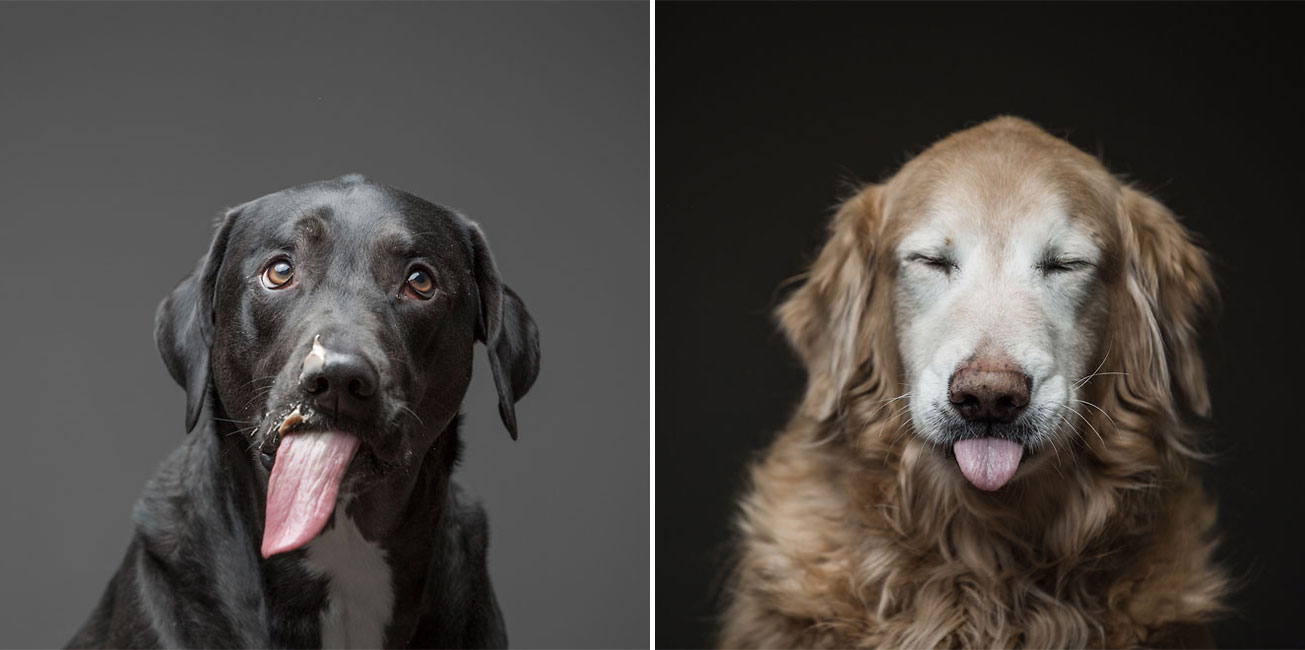 “For The Love Of Peanut Butter”: Humorous Photo Series Of Dogs Eating ...