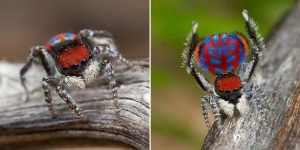 Meet This Colorful Australian Peacock Spider