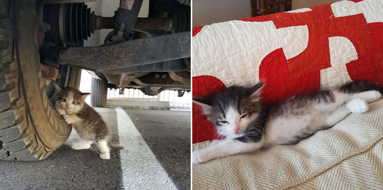 A Guy Found A Scared Kitten Under A Truck And Just Couldn’t Say No To