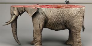 '3D Printed' Animals Illustrate The Irreplaceable Nature Of Endangered Species