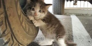 A Guy Found A Scared Kitten Under A Truck And Just Couldn’t Say No To Her
