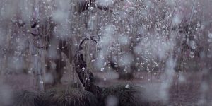 Magical Photos Of Early Spring In Japan Captured By Hidenobu Suzuki