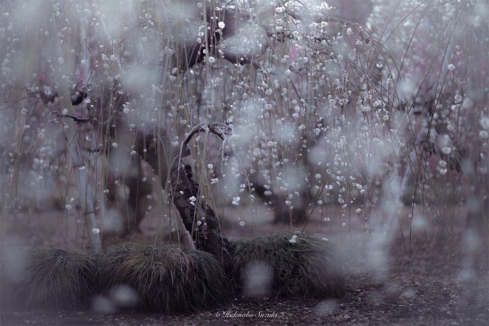 Magical Photos Of Early Spring In Japan Captured By Hidenobu Suzuki – Design You Trust