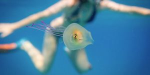 Fish Trapped Inside A Jellyfish Captured In A One In A Million Shot