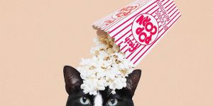 Princess Cheeto, A Sweet Tuxedo Cat Who Happily Poses In Really Creative Photos For Her Human